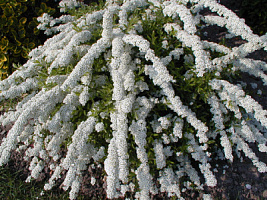 Спирея аргута (Spiraea arguta)