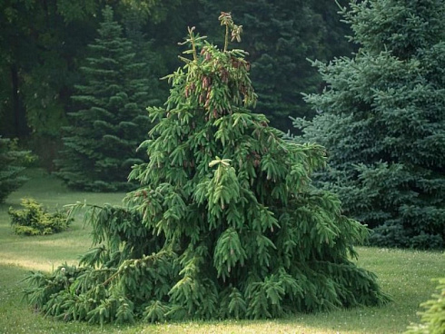 el-obyknovennaya-akrokona-picea-abies-acrocona-derevo