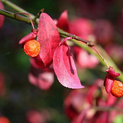Бересклет крылатый (Euonymus alatus)