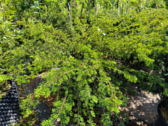 Тисс ягодный 'Золд' (Taxus baccata 'Zold')