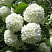 Калина обыкновенная 'Roseum' (Vibrunum opulus 'Roseum')