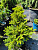 Ель обыкновенная 'Барри' (Picea abies 'Barryi')