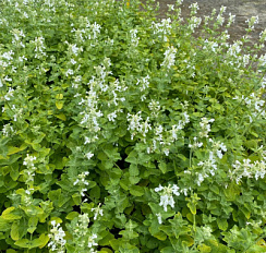 Котовник фассена 'Альба' (Nepeta faassenii 'Alba')