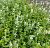 Котовник фассена 'Альба' (Nepeta faassenii 'Alba')