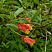 Жимолость покрывальная (Lonicera involucrata)
