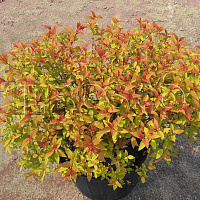Спирея японская 'Голдфлейм' (Spiraea japonica 'Goldflame')