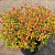 Спирея японская 'Голдфлейм' (Spiraea japonica 'Goldflame')