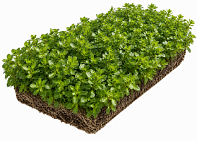 Рулонный Седум Камчатский (Sedum mix)