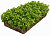 Рулонный Седум Камчатский (Sedum mix)
