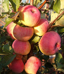 Яблоня домашняя 'Услада' (Malus domestica 'Услада')