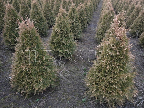 tuya-zapadnaya-stolvik-thuja-occidentalis-stolwijk-sazhency-zimoj