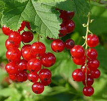 Смородина красная 'Красная Андрейченко' (Ribes rubrum 'Красная Андрейченко')