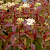 Дерен кроваво-красный 'Мидвинтер Файер' (Cornus sanguinea 'Midwinter Fire')