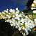 siren-obyknovennaya-prajmrouz-syringa-vulgaris-primrose-cvetok