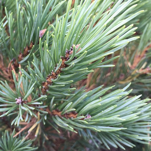 sosna-obyknovennaya-vatereri-pinus-sylvestris-watereri-hvoya