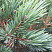 sosna-obyknovennaya-vatereri-pinus-sylvestris-watereri-hvoya