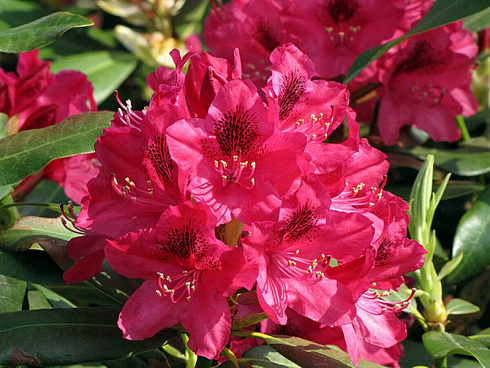 rhododendron-catawbiense-nova-zembla