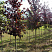 cheremuha-virginskaya-shubert-prunus-virginiana-shubert-derevya-ryadami