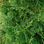 Туя западная 'Фастигиата' (Thuja occidentalis 'Fastigiata')