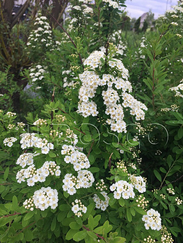 spireya-nipponskaya-snoumaund-spiraea-nipponica-snowmound-vetv.jpg