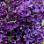 Сирень обыкновенная 'Сумерки' (Syringa vulgaris 'Сумерки')