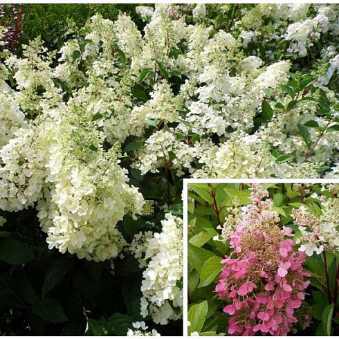 gortenziya-metelchataya-kehndllajt-hydrangea-paniculata-candlelight-novyj-raznocvetnyj-sort