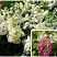 gortenziya-metelchataya-kehndllajt-hydrangea-paniculata-candlelight-novyj-raznocvetnyj-sort