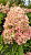 Гортензия метельчатая 'XS-лайт' (Hydrangea paniculata 'XS-Light')