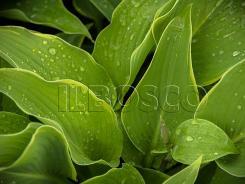 hosta-regal-splendor-hosta-regal-splendor-list.jpg