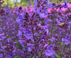 Котовник фассена 'Кит Кэт' (Nepeta faassenii 'Kit Cat')