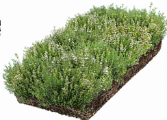 Рулонный многолетник Тимьян ползучий белый (Thymus serpyllum)