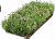 Рулонный многолетник Тимьян ползучий белый (Thymus serpyllum)