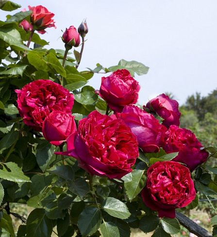 roza-shrab-red-ehden-rouz-rose-red-eden-rose-kust.jpg