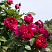 roza-shrab-red-ehden-rouz-rose-red-eden-rose-kust.jpg