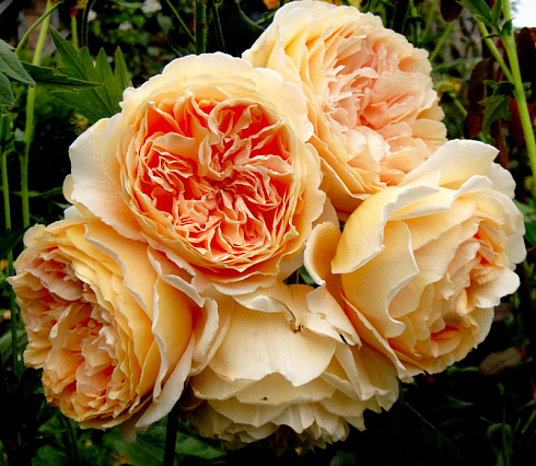 roza-kroun-princessa-margaret-rose-crown-princess-margareta-cvetok-izdaet-fruktovyj-aromat