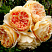 roza-kroun-princessa-margaret-rose-crown-princess-margareta-cvetok-izdaet-fruktovyj-aromat