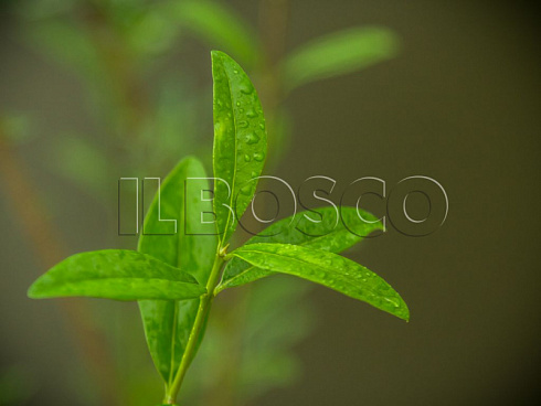 biryuchina-obyknovennaya-atrovirens-ligustrum-vulgaris-atronirens-pobeg.jpg