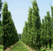 Дуб черешчатый 'Фастигиата Костер' (Quercus robur 'Fastigiata Koster')
