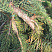 el-obyknovennaya-inversa-picea-abies-inversa-vetv