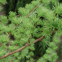 Лиственница европейская (Larix decidua)