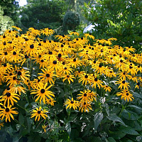 Рудбекия блестящая 'Гольдштурм' (Rudbeckia fulgida 'Goldsturm')