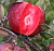 Яблоня красномякотная 'Редлав Одиссо' (Malus domestica 'Редлав Одиссо')