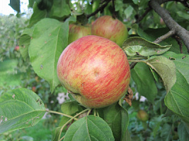 Яблоня домашняя 'Славянин' (Malus domestica 'Славянин')