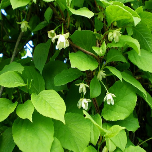 limonnik-kitajskij-schis-ndra-chin-nsis-cvety.jpg