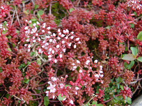 ochitok-belyj-murale-sedum-album-murale-butony