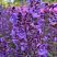 Котовник фассена 'Kit Cat' (Nepeta faassenii 'Kit Cat')