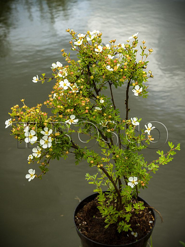 lapchatka-kustarnikovaya-abbotsvud-potentilla-fruticosa-abbotswood-sazhenec.jpg