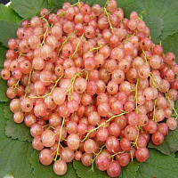 Смородина красная 'Голландская розовая' (Ribes rubrum 'Голландская розовая')