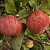 Яблоня домашняя 'Штрейфлинг' (Malus domestica ''Штрейфлинг'')