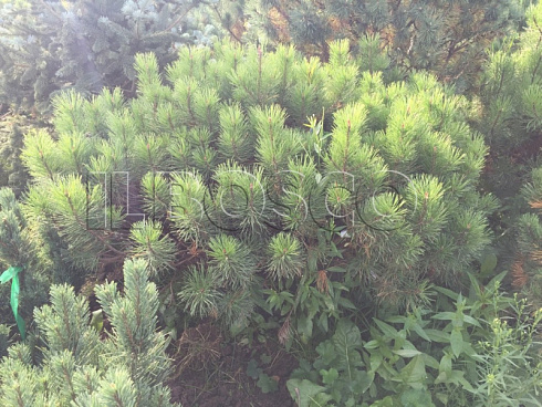 sosna-gornaya-pinus-mugo-krona